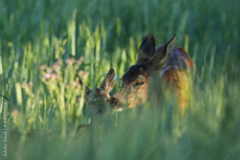 Sarna europejska (Capreolus capreolus) roe deer