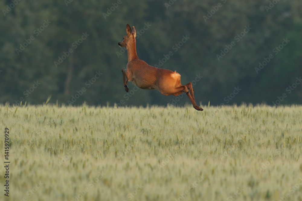 Sarna europejska (Capreolus capreolus) roe deer