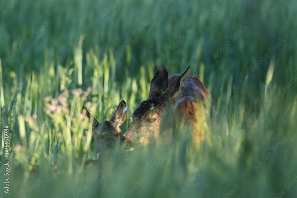Sarna europejska (Capreolus capreolus) roe deer