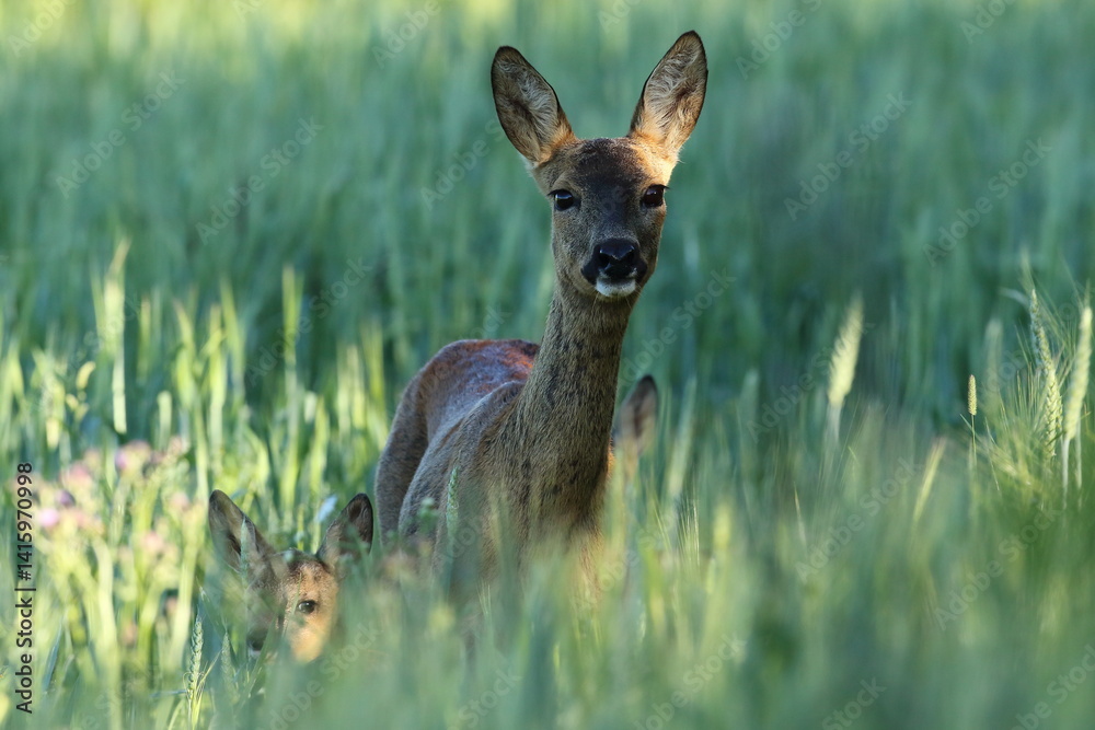 Sarna europejska (Capreolus capreolus) roe deer