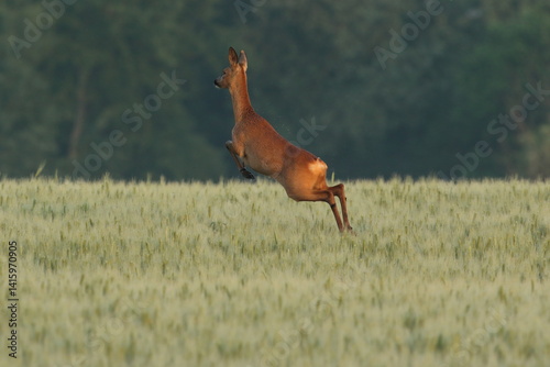Obraz na płótnie Sarna europejska (Capreolus capreolus) roe deer w salonie
