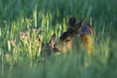 Obraz na płótnie Sarna europejska (Capreolus capreolus) roe deer w salonie