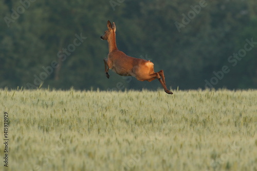 Sarna europejska (Capreolus capreolus) roe deer