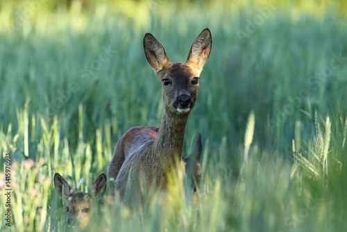 Sarna europejska (Capreolus capreolus) roe deer