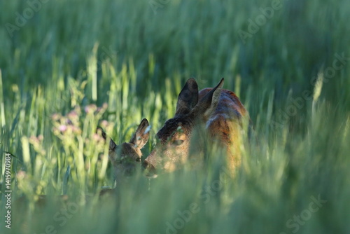 Obraz na płótnie Sarna europejska (Capreolus capreolus) roe deer w salonie