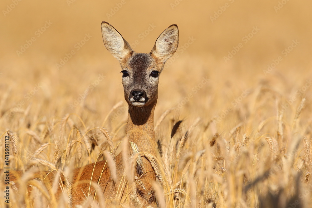 Sarna europejska (Capreolus capreolus) roe deer