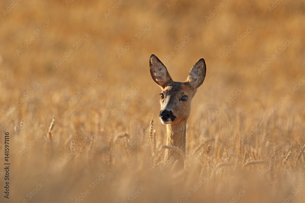 Sarna europejska (Capreolus capreolus) roe deer