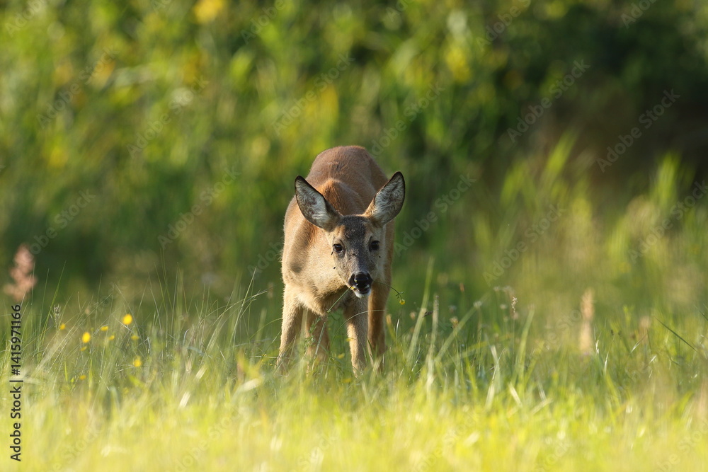 Sarna europejska (Capreolus capreolus) roe deer