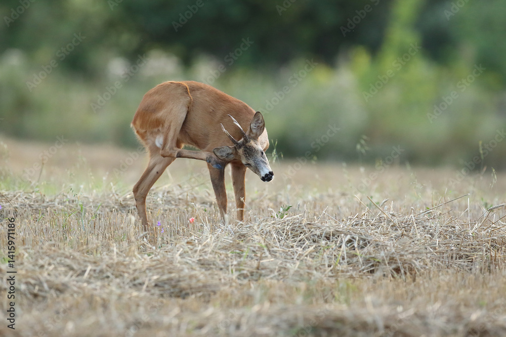 Sarna europejska (Capreolus capreolus) roe deer