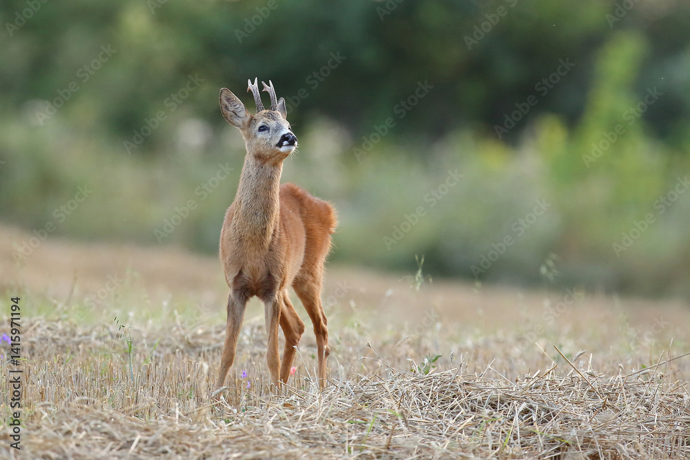 Sarna europejska (Capreolus capreolus) roe deer