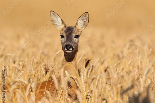 Obraz na płótnie Sarna europejska (Capreolus capreolus) roe deer w salonie