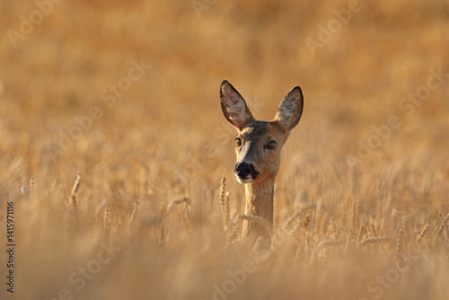 Obraz na płótnie Sarna europejska (Capreolus capreolus) roe deer w salonie