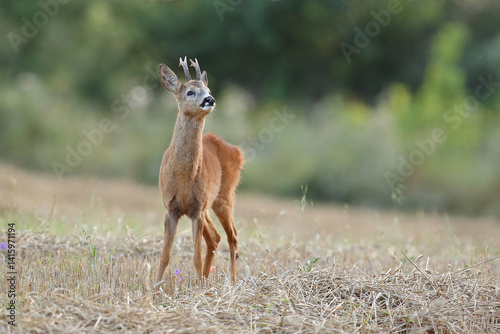 Obraz na płótnie Sarna europejska (Capreolus capreolus) roe deer w salonie