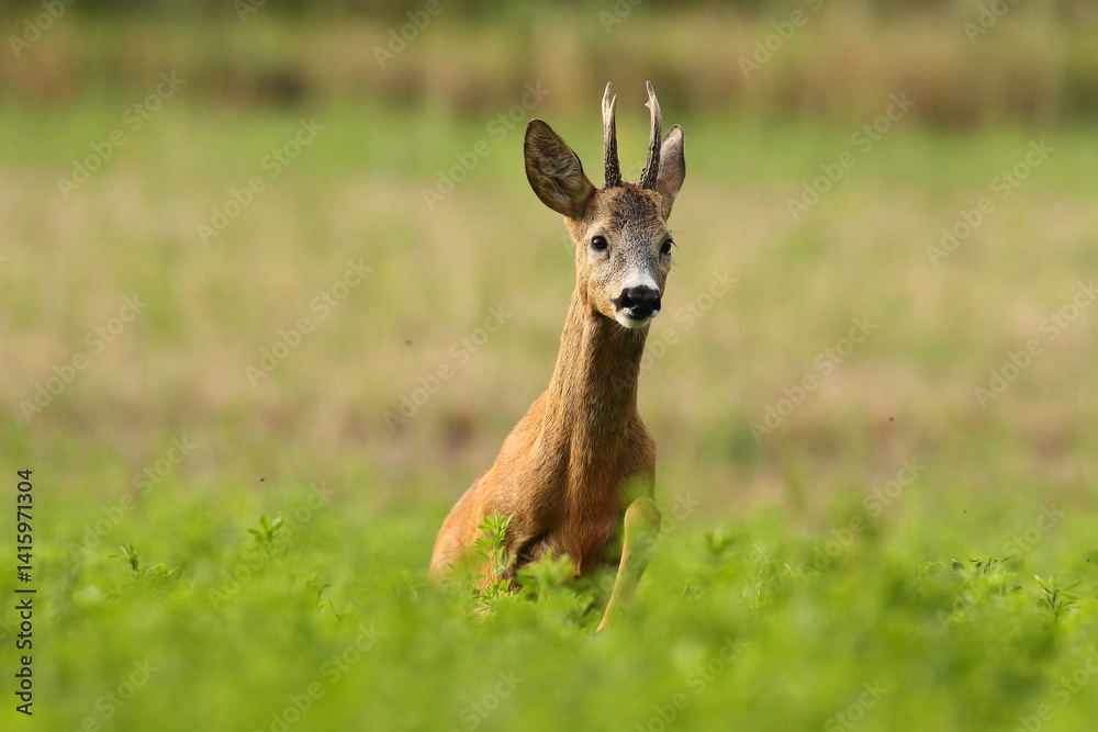 Sarna europejska (Capreolus capreolus) roe deer