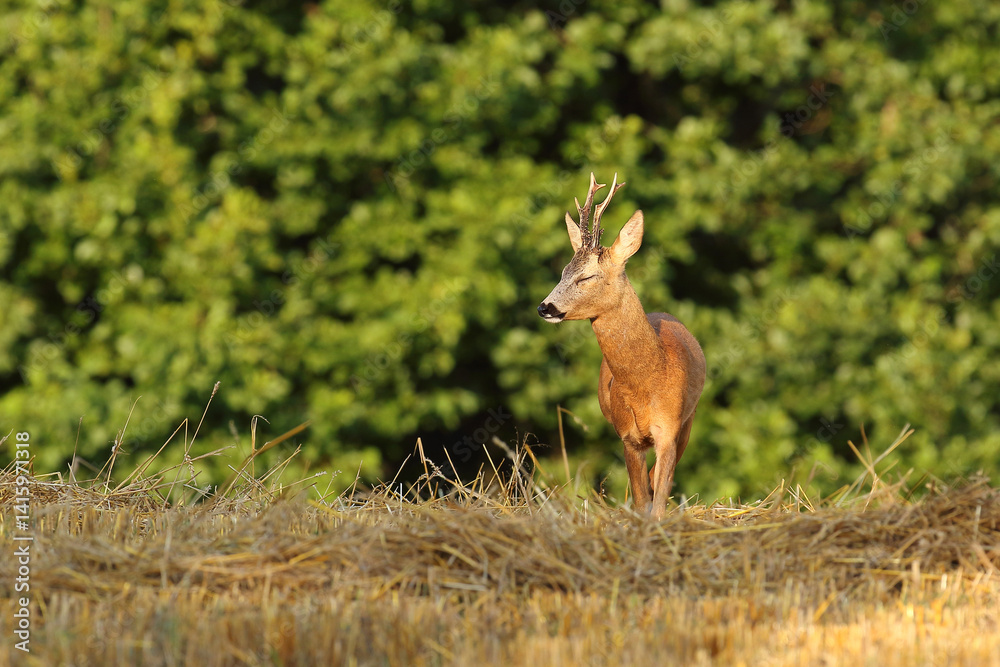 Sarna europejska (Capreolus capreolus) roe deer