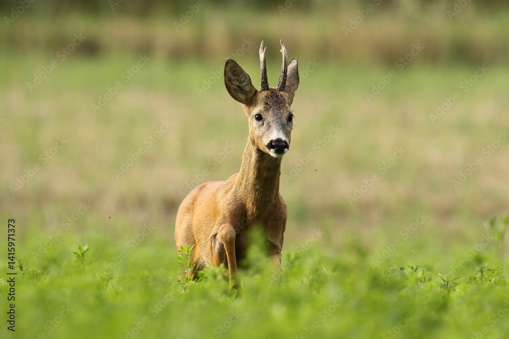 Sarna europejska (Capreolus capreolus) roe deer