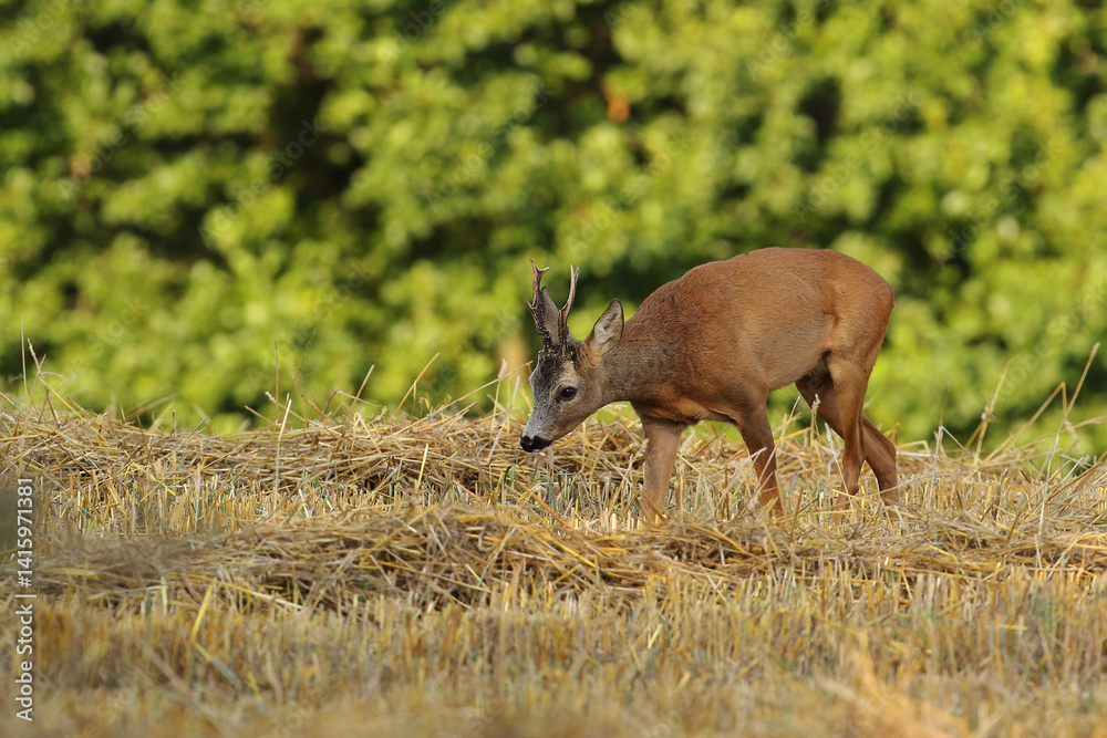 Sarna europejska (Capreolus capreolus) roe deer