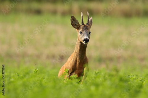 Obraz na płótnie Sarna europejska (Capreolus capreolus) roe deer w salonie