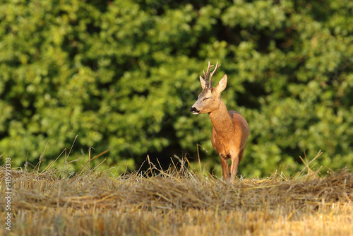 Obraz na płótnie Sarna europejska (Capreolus capreolus) roe deer w salonie
