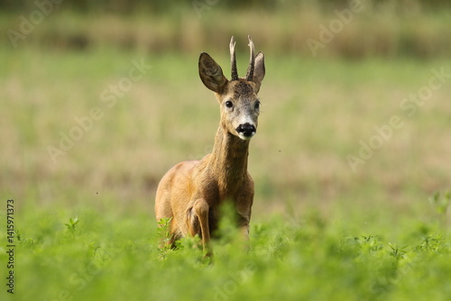 Obraz na płótnie Sarna europejska (Capreolus capreolus) roe deer w salonie
