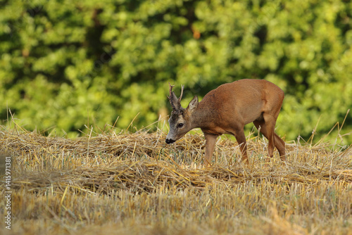 Obraz na płótnie Sarna europejska (Capreolus capreolus) roe deer w salonie