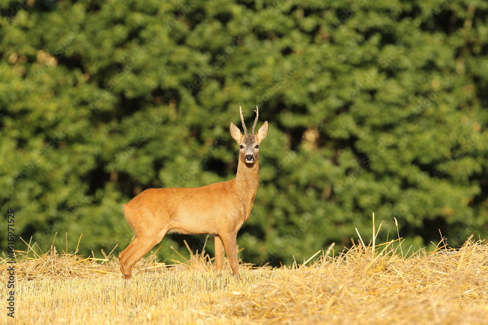 Sarna europejska (Capreolus capreolus) roe deer