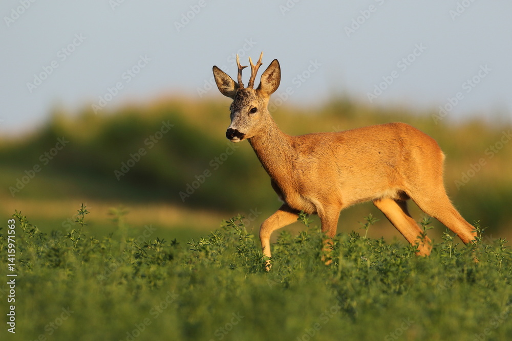 Sarna europejska (Capreolus capreolus) roe deer