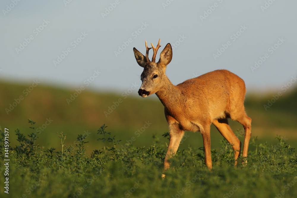 Sarna europejska (Capreolus capreolus) roe deer