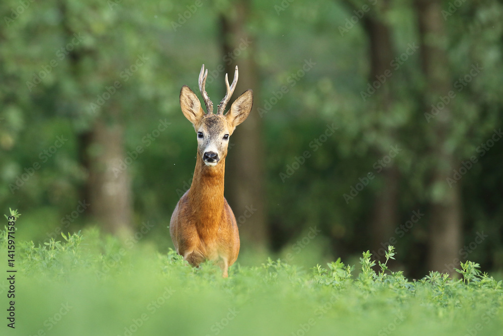 Sarna europejska (Capreolus capreolus) roe deer