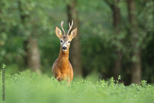 Obraz na płótnie Sarna europejska (Capreolus capreolus) roe deer w salonie