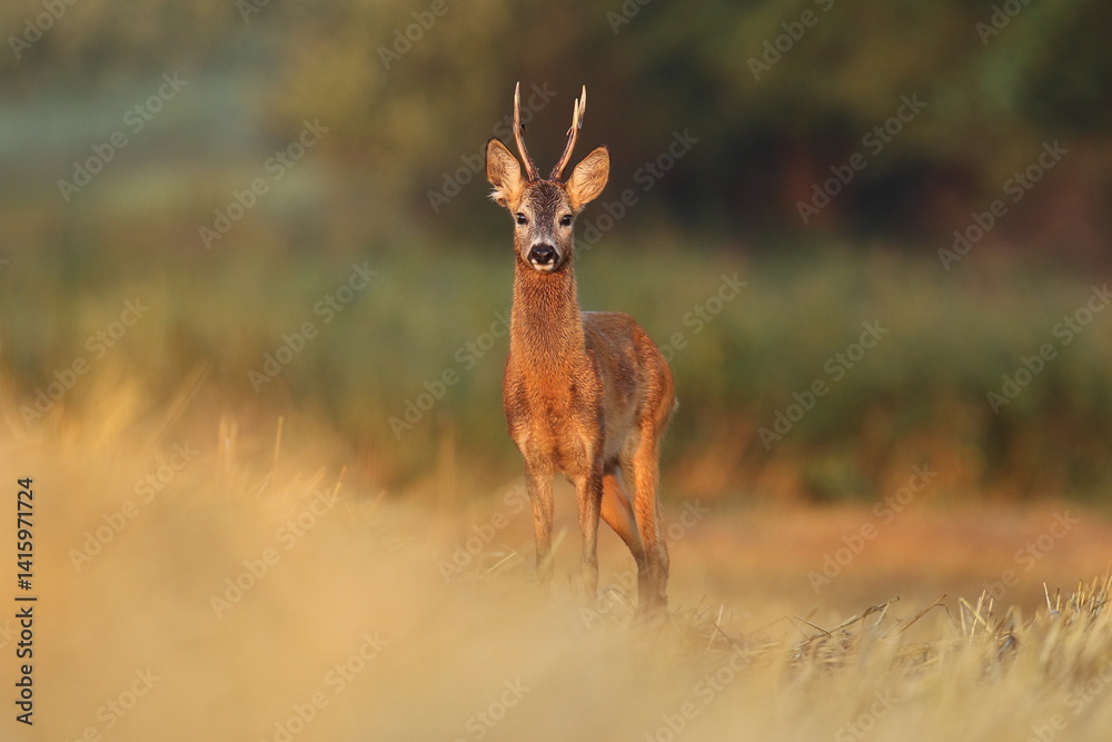 Sarna europejska (Capreolus capreolus) roe deer