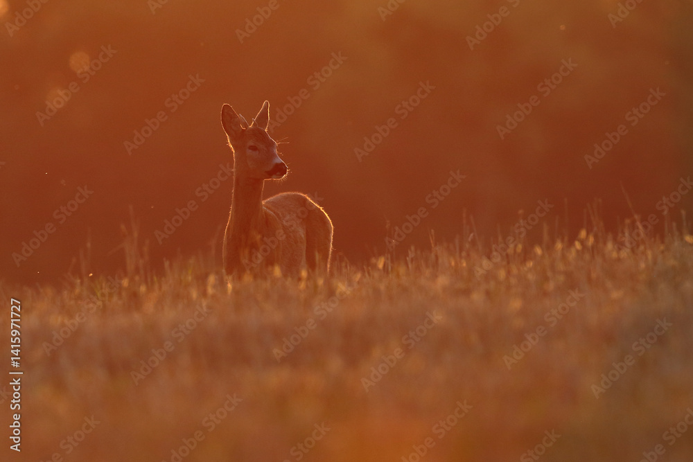 Sarna europejska (Capreolus capreolus) roe deer