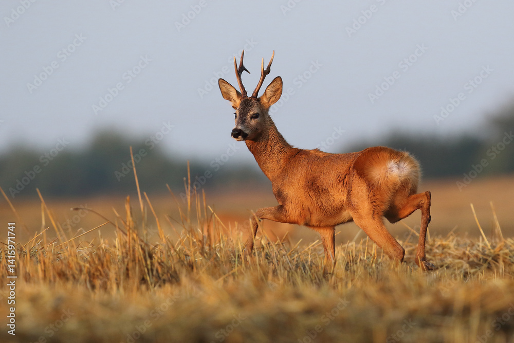 Sarna europejska (Capreolus capreolus) roe deer