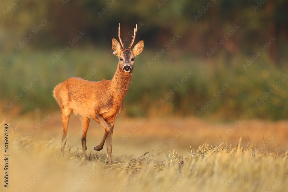 Sarna europejska (Capreolus capreolus) roe deer