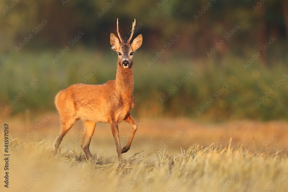 Sarna europejska (Capreolus capreolus) roe deer