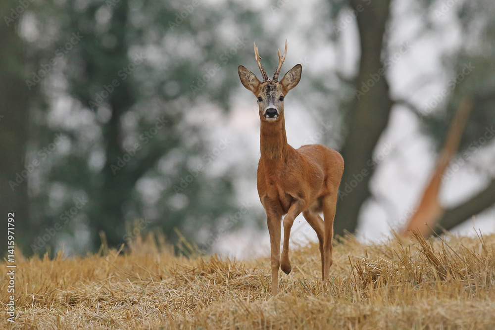 Sarna europejska (Capreolus capreolus) roe deer