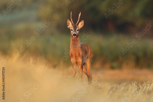 Obraz na płótnie Sarna europejska (Capreolus capreolus) roe deer w salonie