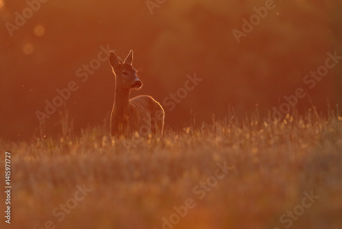 Obraz na płótnie Sarna europejska (Capreolus capreolus) roe deer w salonie