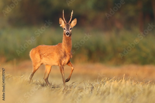 Obraz na płótnie Sarna europejska (Capreolus capreolus) roe deer w salonie