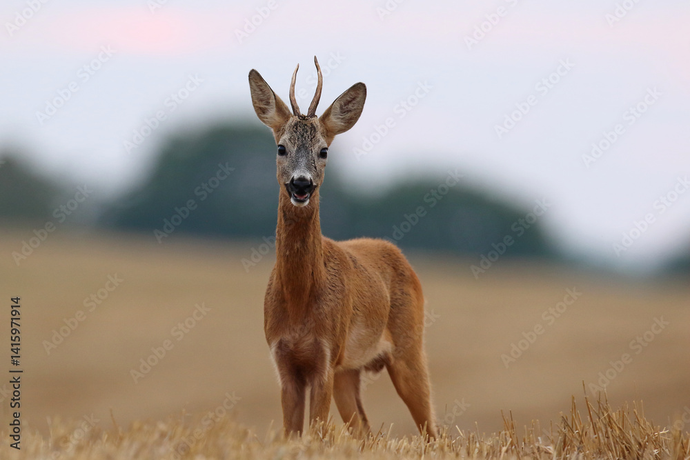 Sarna europejska (Capreolus capreolus) roe deer