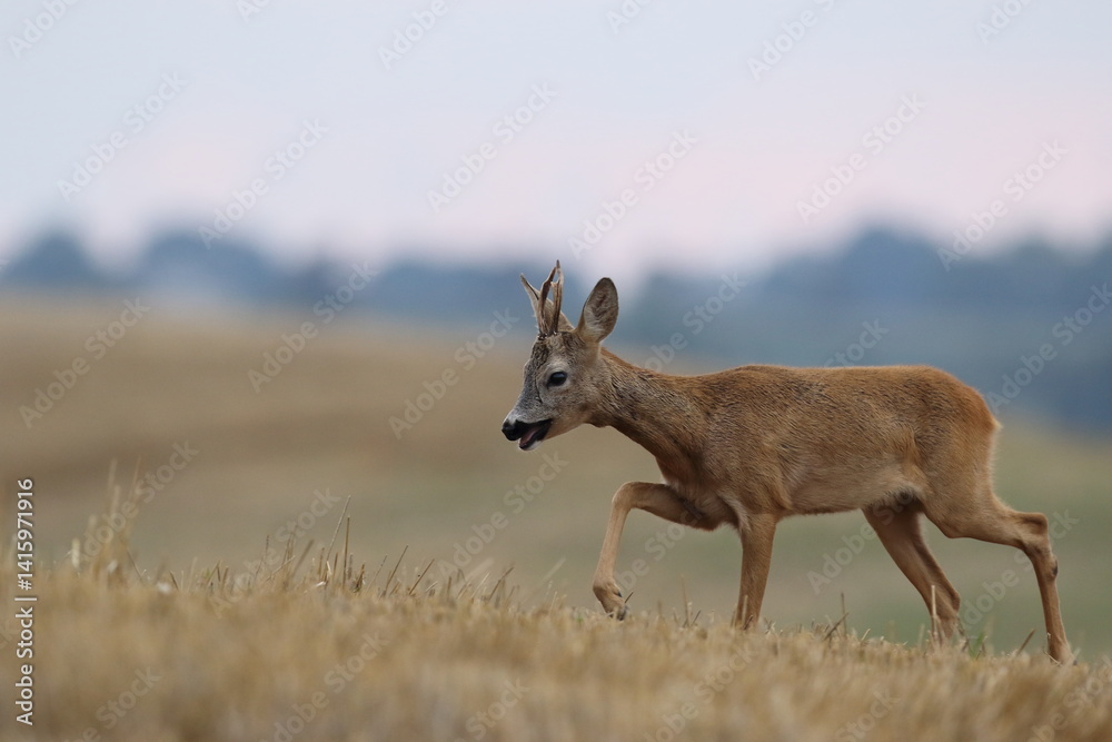 Sarna europejska (Capreolus capreolus) roe deer