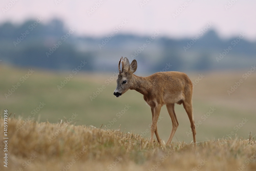 Sarna europejska (Capreolus capreolus) roe deer