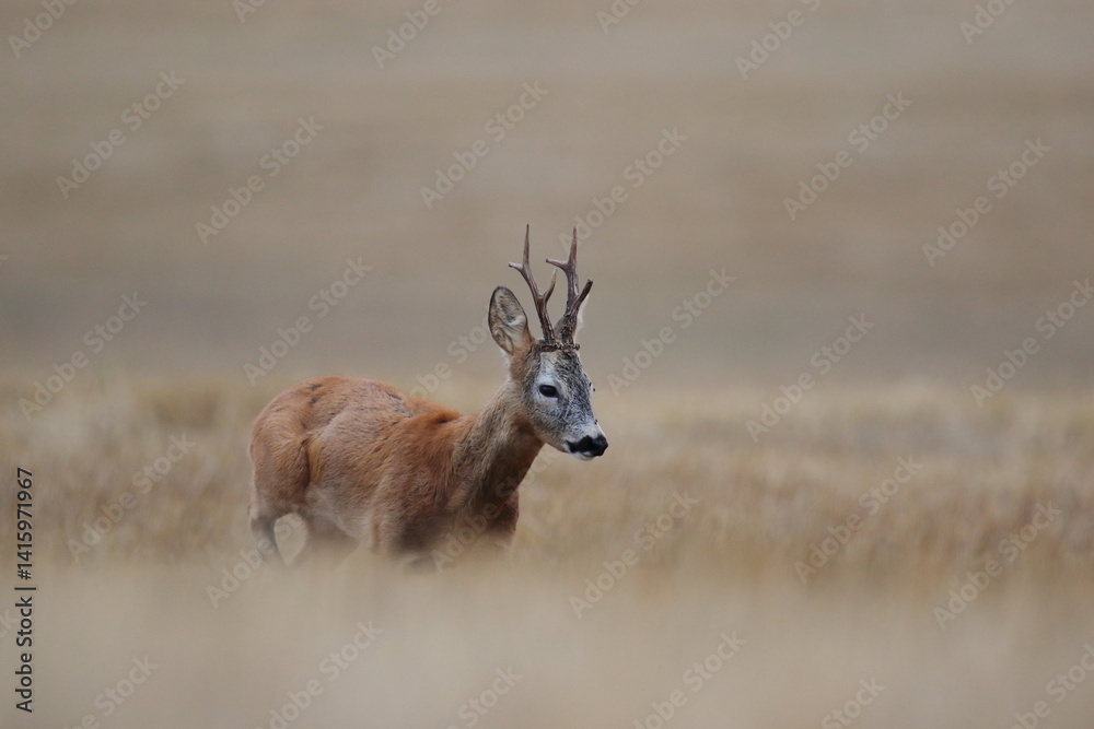 Sarna europejska (Capreolus capreolus) roe deer