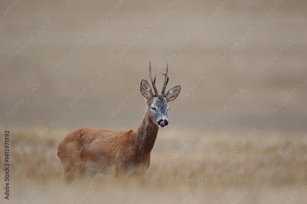 Sarna europejska (Capreolus capreolus) roe deer