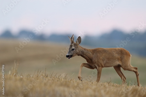 Obraz na płótnie Sarna europejska (Capreolus capreolus) roe deer w salonie