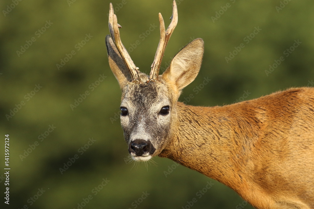 Sarna europejska (Capreolus capreolus) roe deer