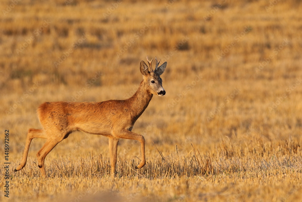 Sarna europejska (Capreolus capreolus) roe deer
