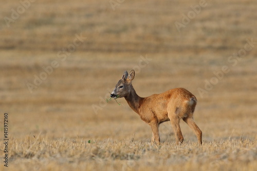 Sarna europejska (Capreolus capreolus) roe deer