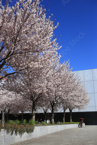 cherry blossom in spring