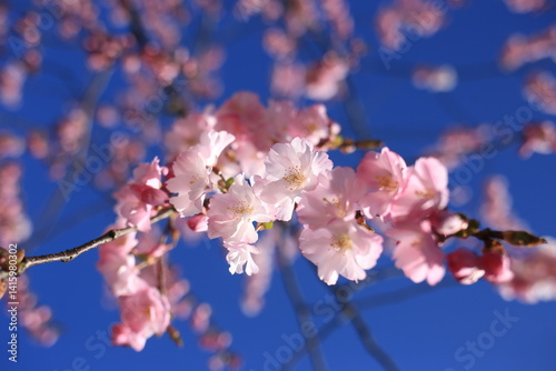 pink cherry blossom